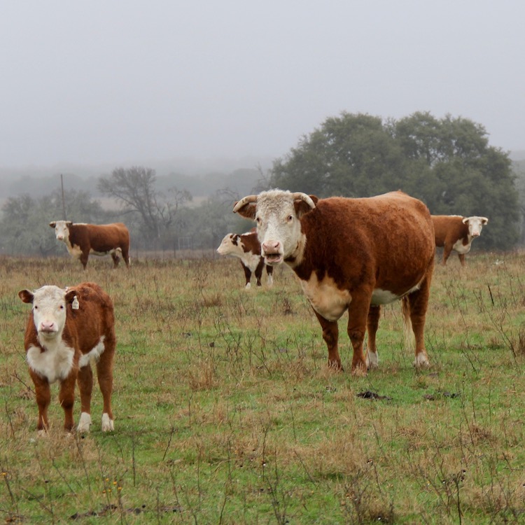 Ranching the LBJ way